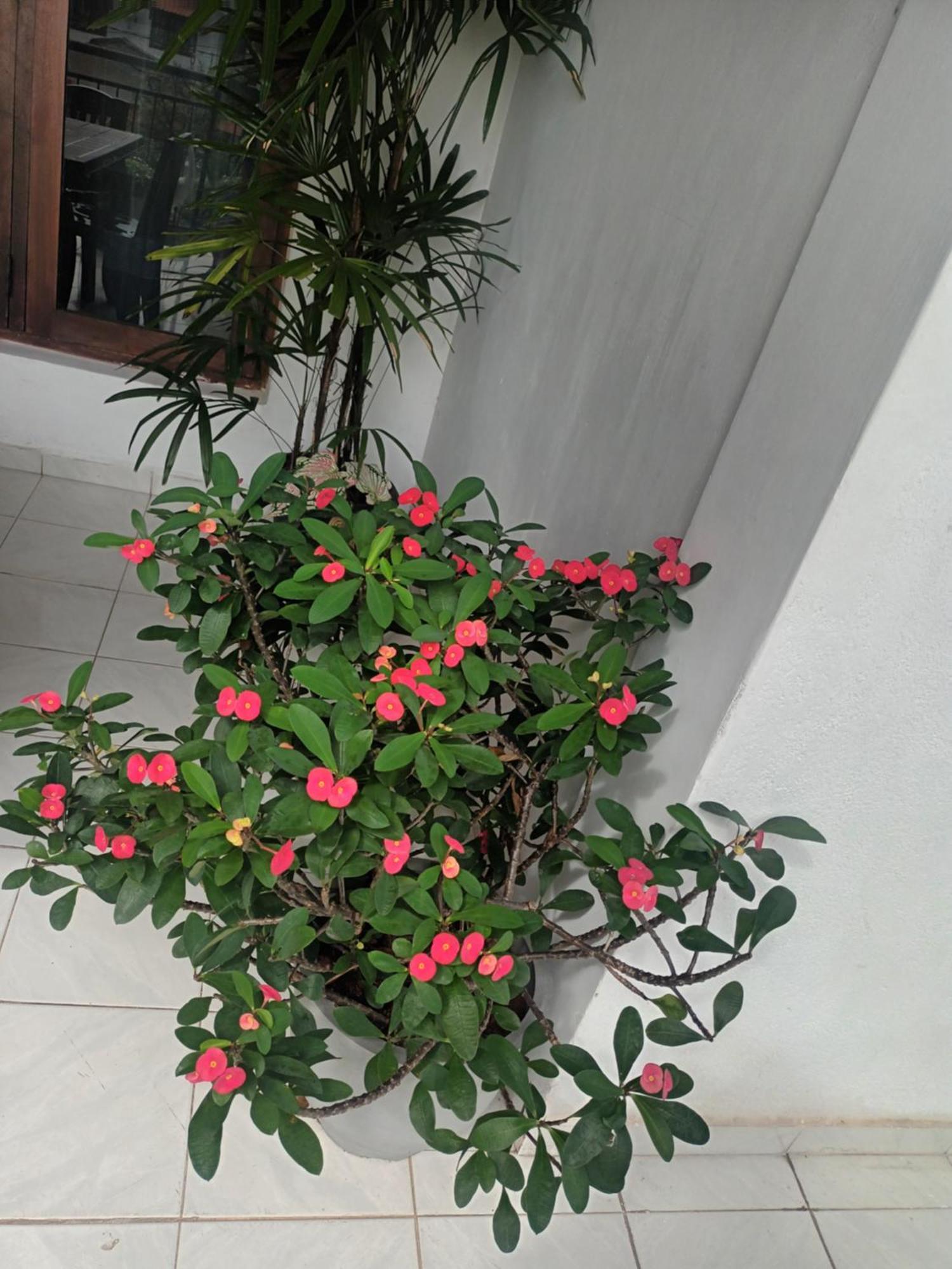 Dehiwala-Mount Lavinia Lovely Flowers In Mount Lavinia מראה חיצוני תמונה